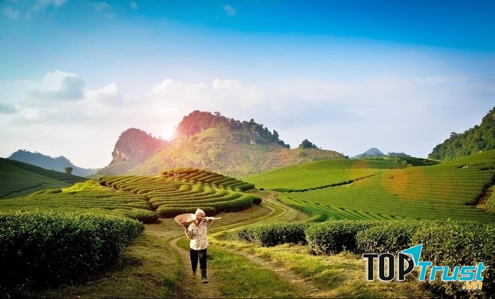 Đồi chè xanh mướt xanh