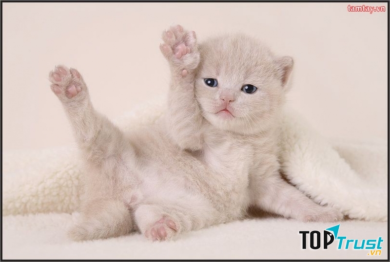 Họ biết khi nào cần phải làm việc, khi nào cần nghỉ ngơi