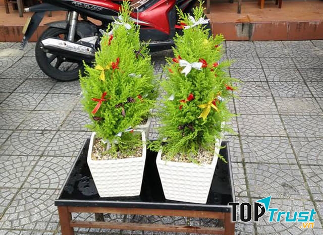 Cây thông Noel xinh xắn tại 360 Flower