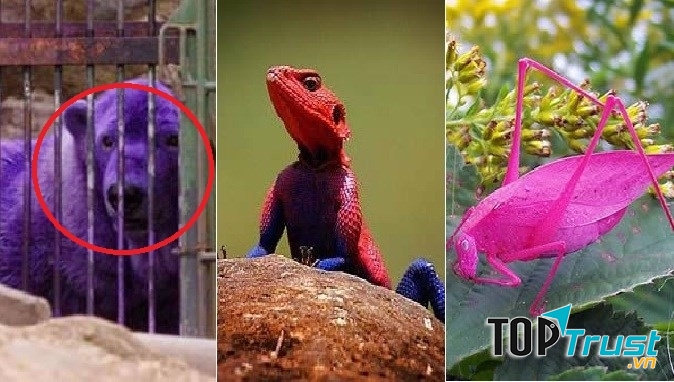 Ảnh: NW Botanicals