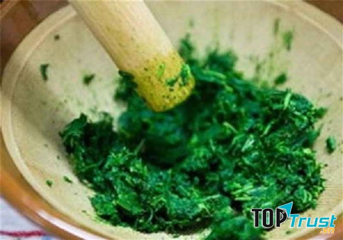 Tinh chất ngải cứu