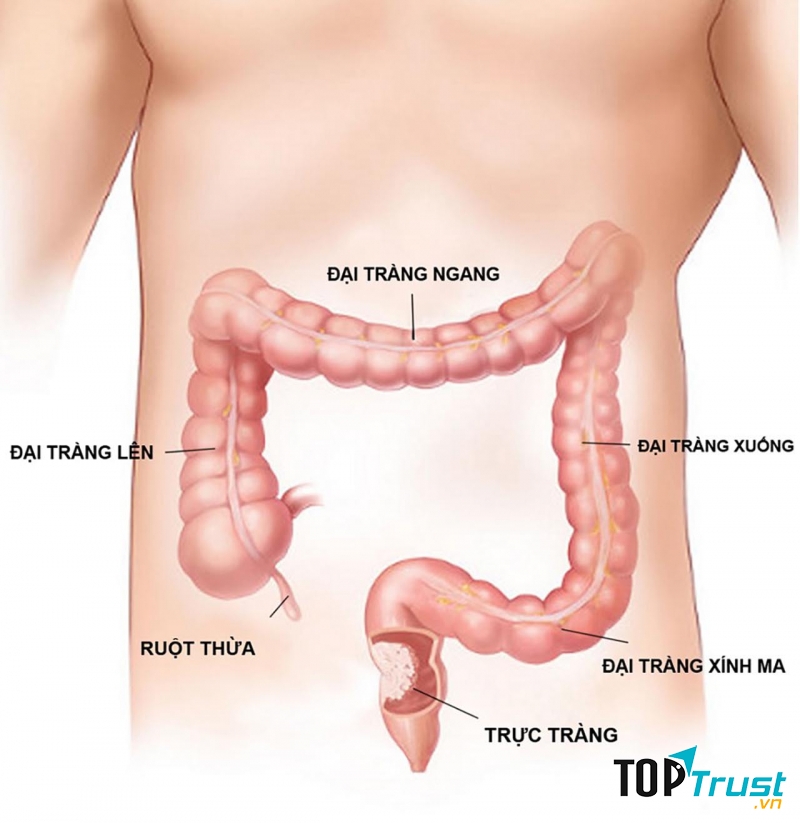 5-7 giờ sáng: Thời gian giải độc của ruột già