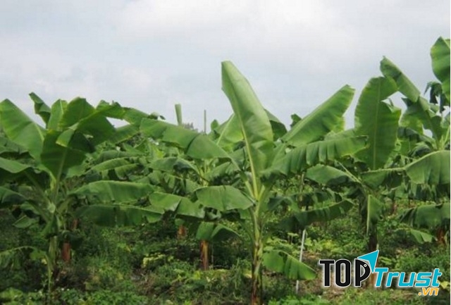Nhắc đến làng quê Việt Nam, không ai không biết đến cây chuối. Đây là loài cây rất quen thuộc và không thể thiếu trong đời sống của con người.