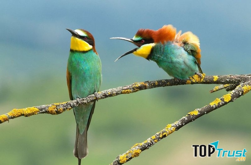 Nhắm cãi lại ta không!