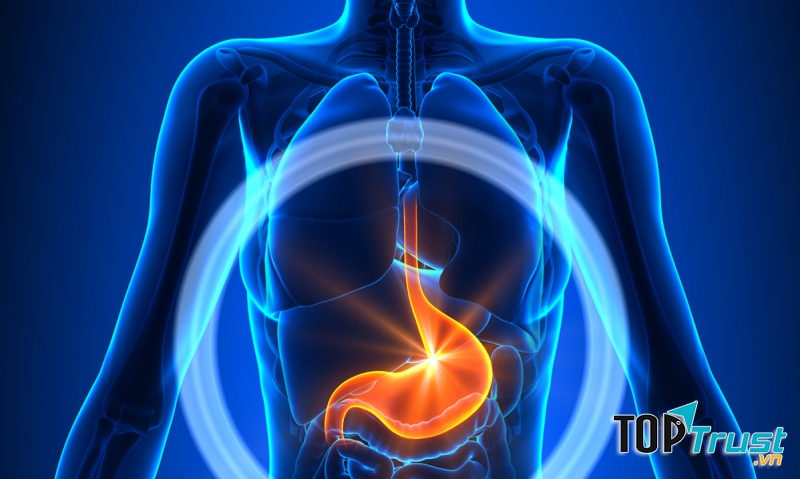 7-9 giờ sáng: Thời gian giải độc của dạ dày