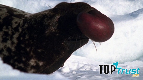 Con hải cẩu có mũi kì lạ