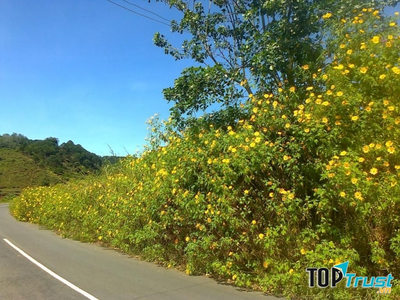 Đồi hoa dã quỳ - Đà Lạt