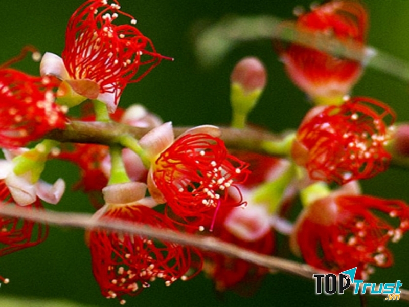 Vẻ kiêu sa, cuốn hút của loài hoa lộc vừng