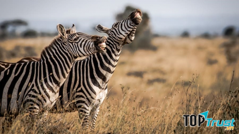 Thật sảng khoái