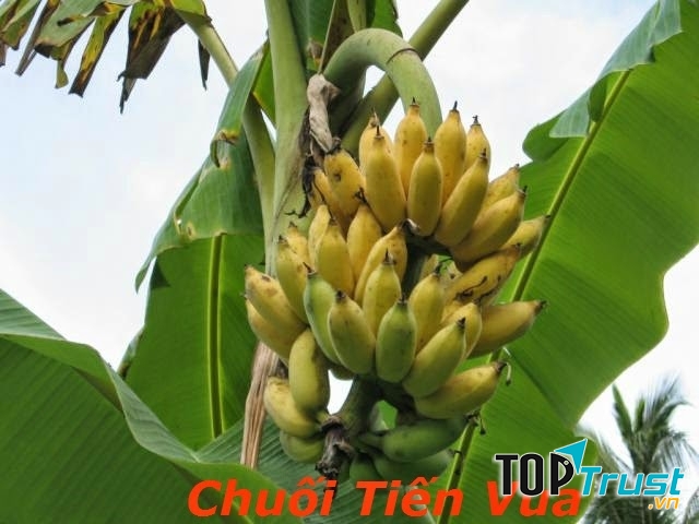 Chuối ngự