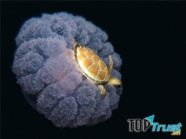 Chú rùa đang vùng vẫy trên lưng sứa