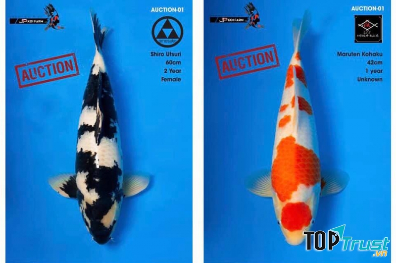 ABKoi-Koi Fish From Japan