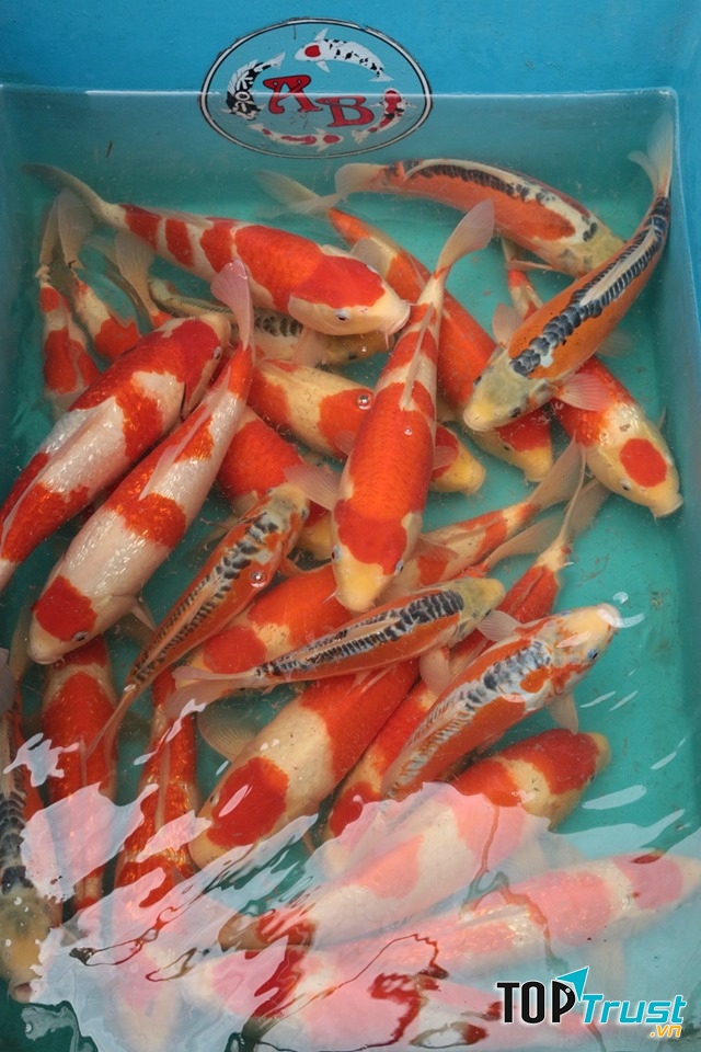 ABKoi-Koi Fish From Japan