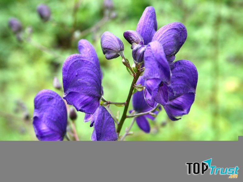 Aconitum Napellus còn có tên gọi khác là cây phụ tử