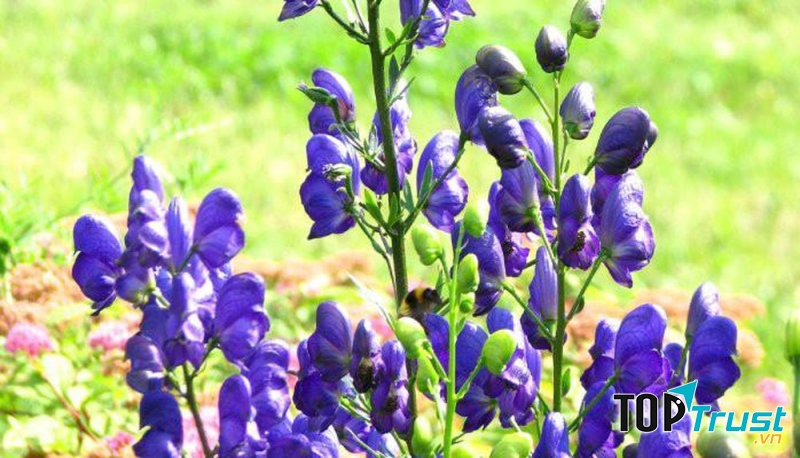 Aconitum Napellus là loại dược liệu có độc tính cao