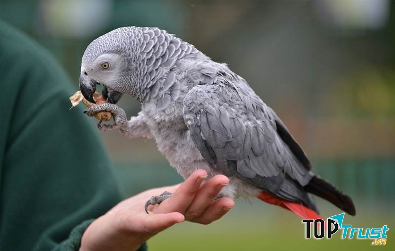 Loài chim thông minh này không chỉ nghe, hiểu mà còn có thể bắt chước giọng nói của con người rất tốt