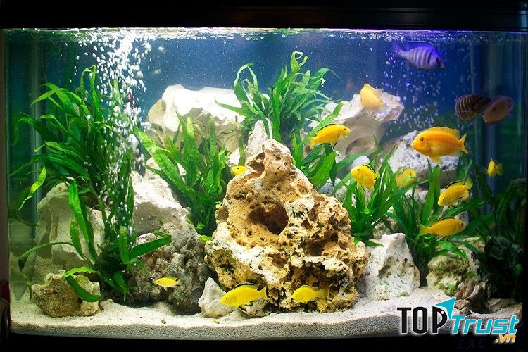 Ahisu – cá cảnh Hà Nội