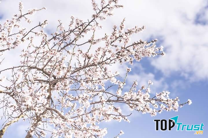 Ai gửi cánh thư vào trong mây-Ảnh Chiếu