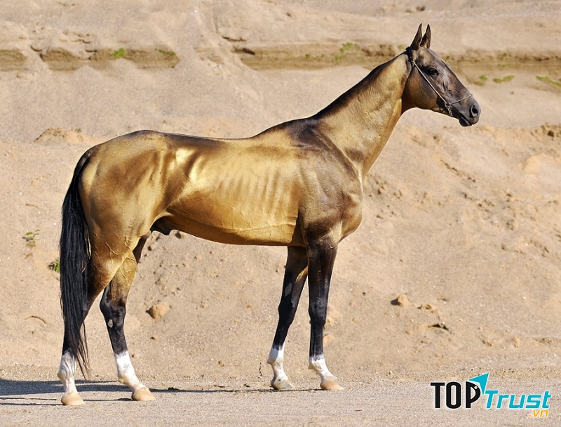 Ngựa Akhal - Teke