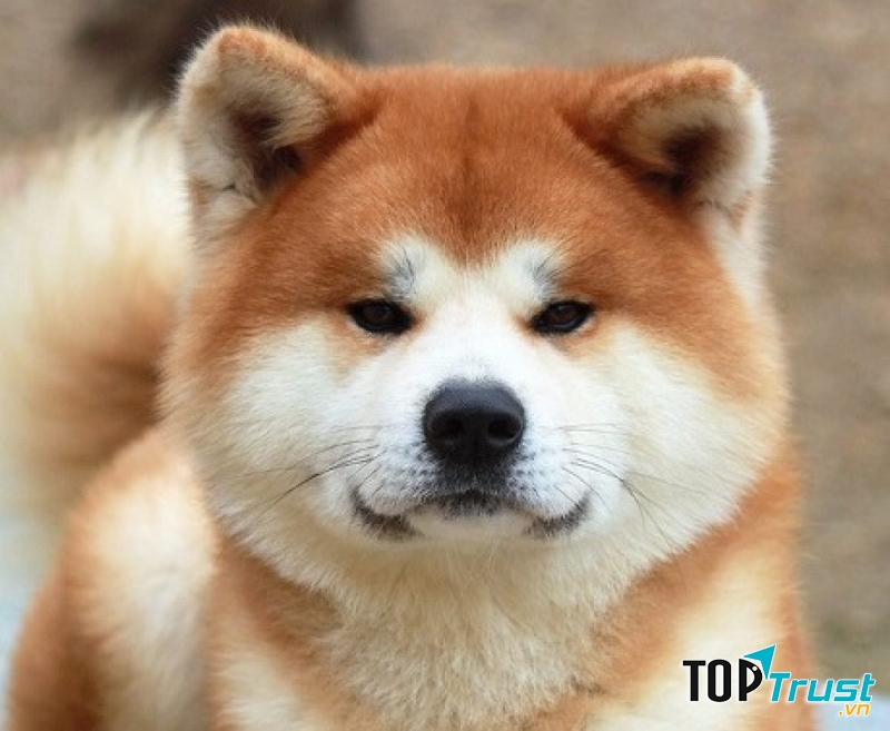 Akita Inu