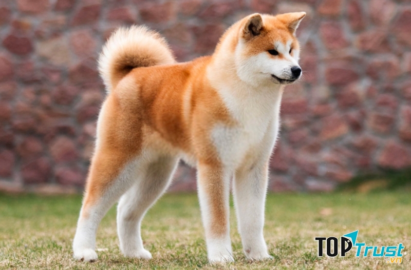Thân hình cao của Akita