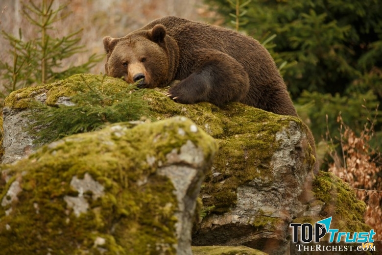 Giới chức tại Alaska đã ban hành luật cấm chụp ảnh với gấu