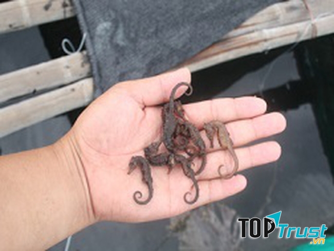 Alaza.vn cung cấp đa dạng các sản phẩm cá ngựa