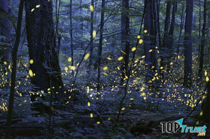 Allegheny National Forest, Pennsylvania