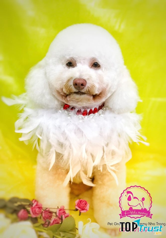 ALOHA Petshop
