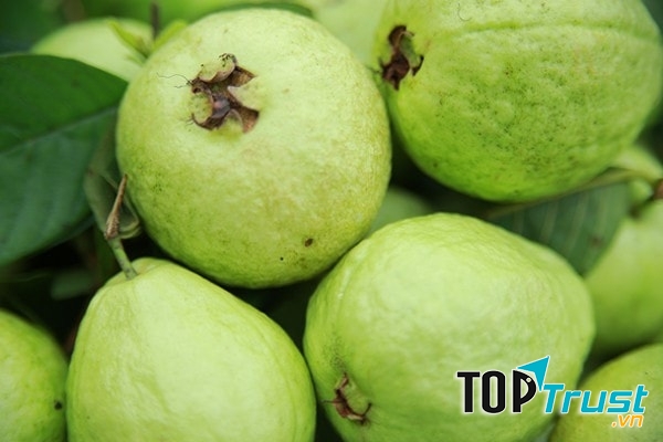 Ổi Bo Thái Bình