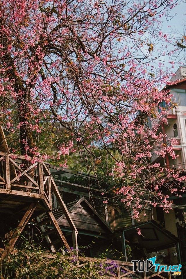 Đến mùa bạn có thể ngắm hoa anh đào