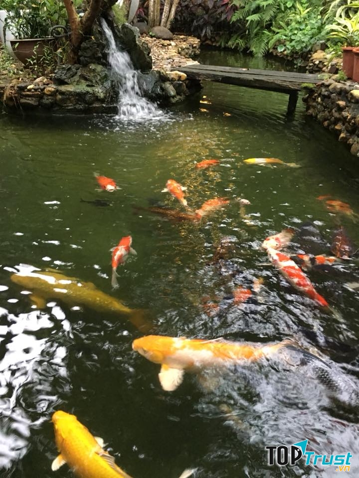Hồ cá Koi