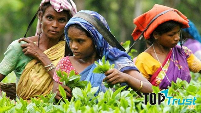 Ấn Độ đứng thứ 2 thế giới về sản xuất trà