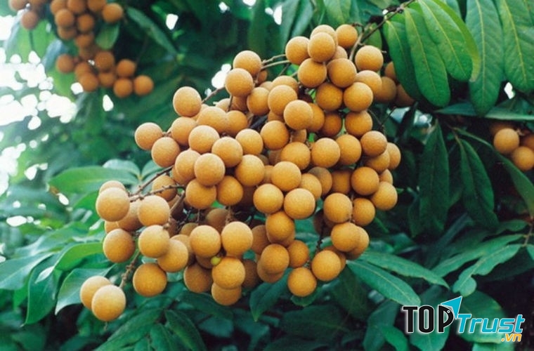 Nhãn là loại trái cây vô cùng nóng