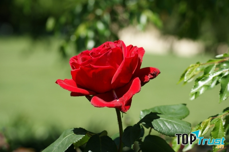 Hoa hồng là chủ đề muôn thưở của thơ ca