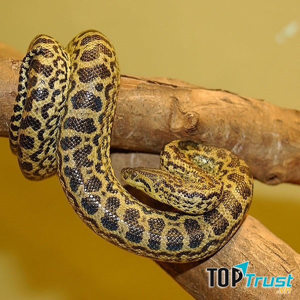 Anaconda Vàng