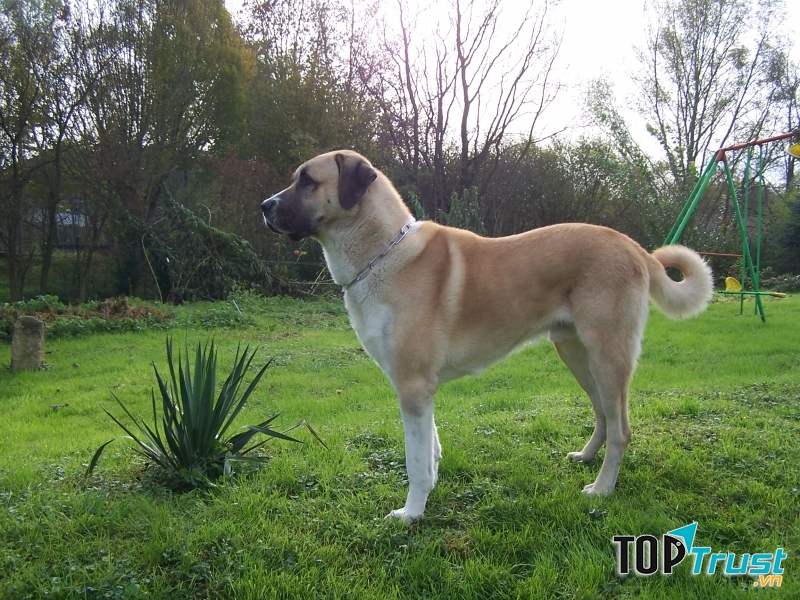 Chú chó chăn cừu Anatolian Shepherd