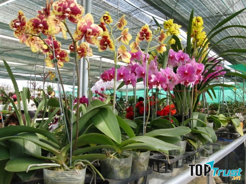Ánh sáng là yếu tố quan trọng trong quá trình phát triển của hoa