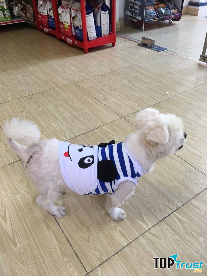 Thú cưng tại Animal Doctors International