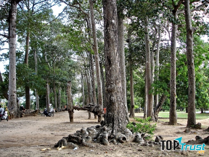 Hàng cây cổ thụ xung quanh ao Bà Om