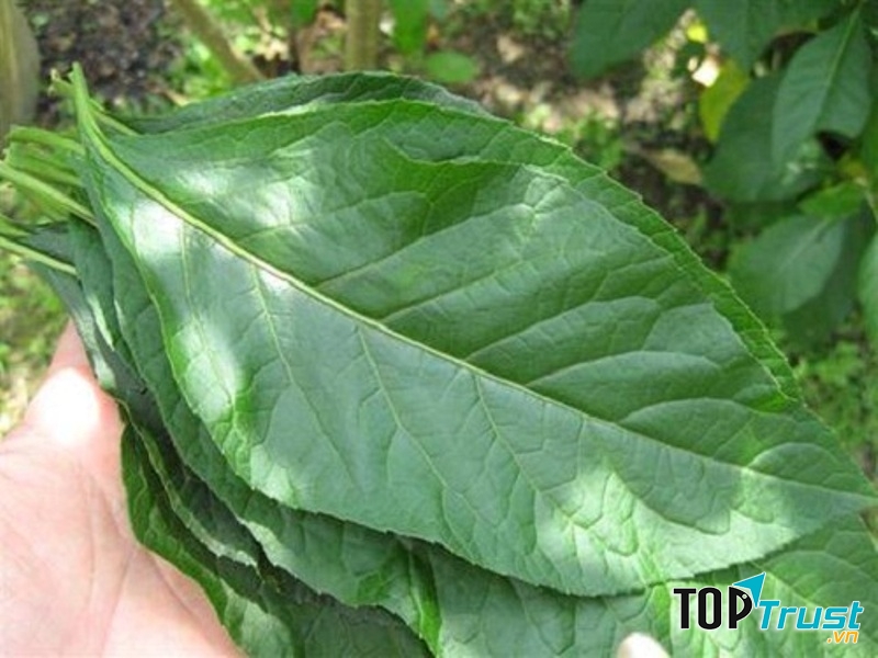 Lá mật gấu - một bài thuốc dân gian hiệu quả với người tiểu đường