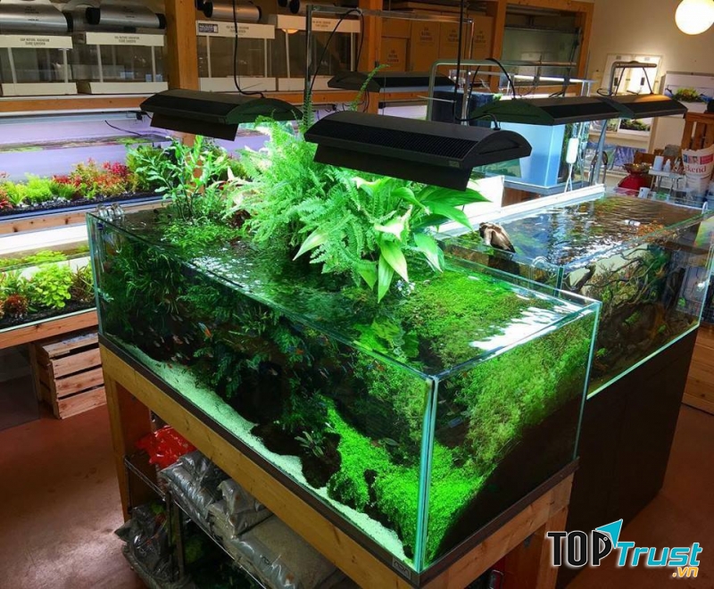 Cửa hàng cá cảnh Aqua Ngọc Linh cung cấp cho khách hàng những sản phẩm bể cá thủy sinh, bể cá cảnh  chuyên nghiệp, đẹp với giá cả cạnh tranh