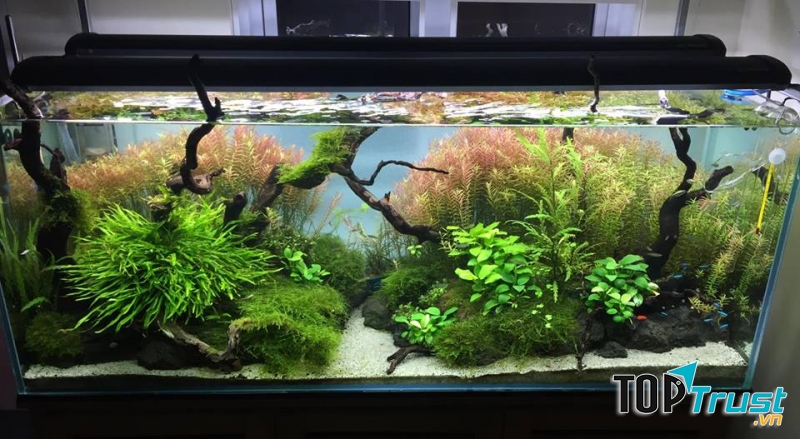 ến với cá cảnh Aqua Ngọc Linh, khách hàng sẽ được tư vấn nhiệt tình về cách chọn cá cũng như nuôi cá