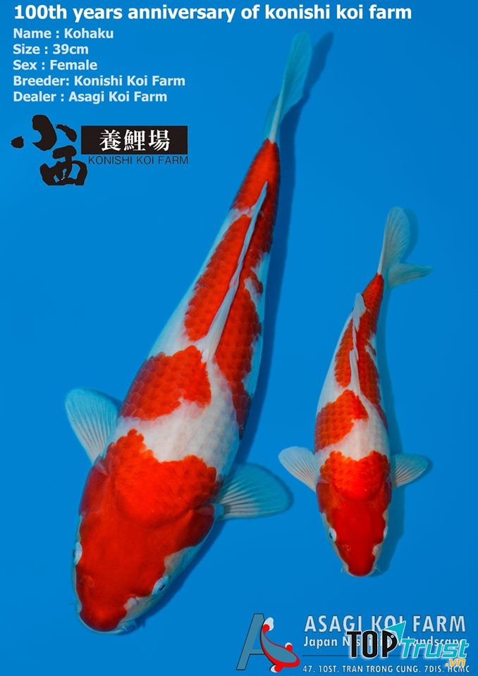  ﻿﻿Asagi Koi Farm