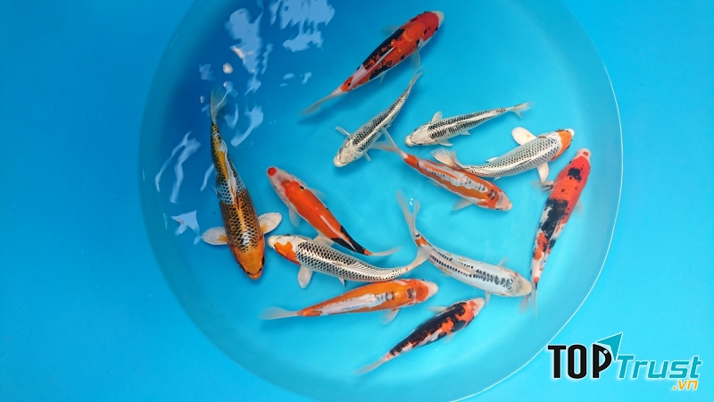  ﻿﻿Asagi Koi Farm