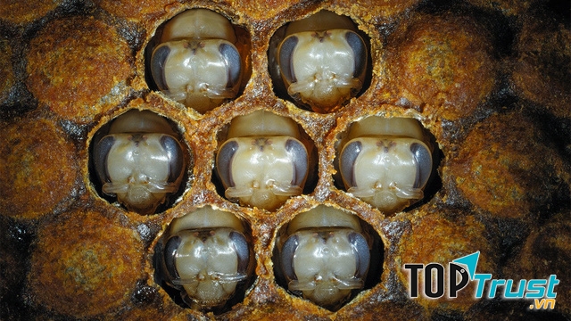 Ấu trùng ong đất