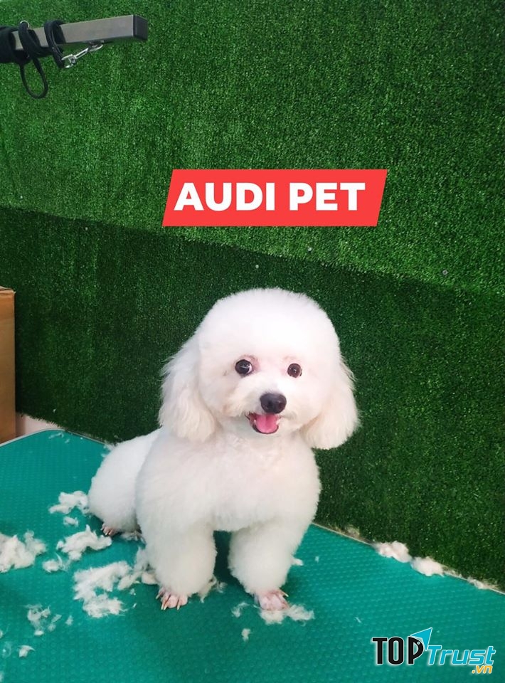 Audi Pet