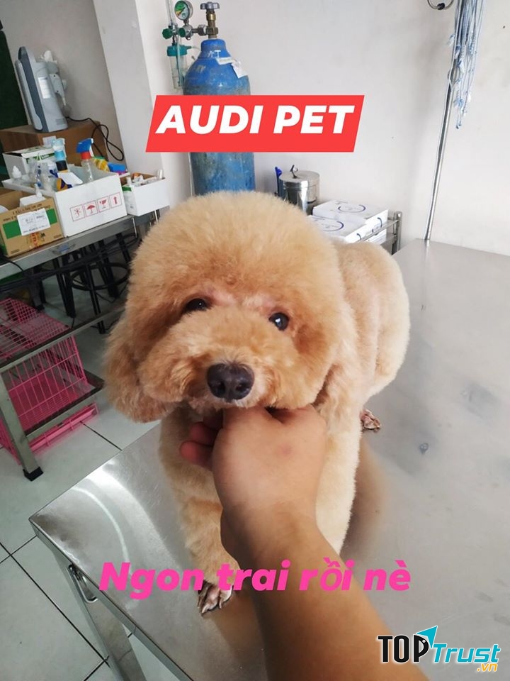 Audi Pet