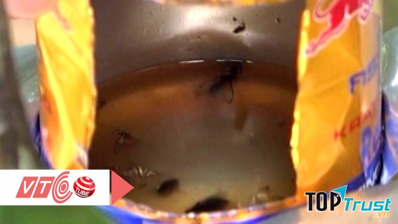 Tận dụng lon nước ngọt để làm bẫy bả chua ngọt