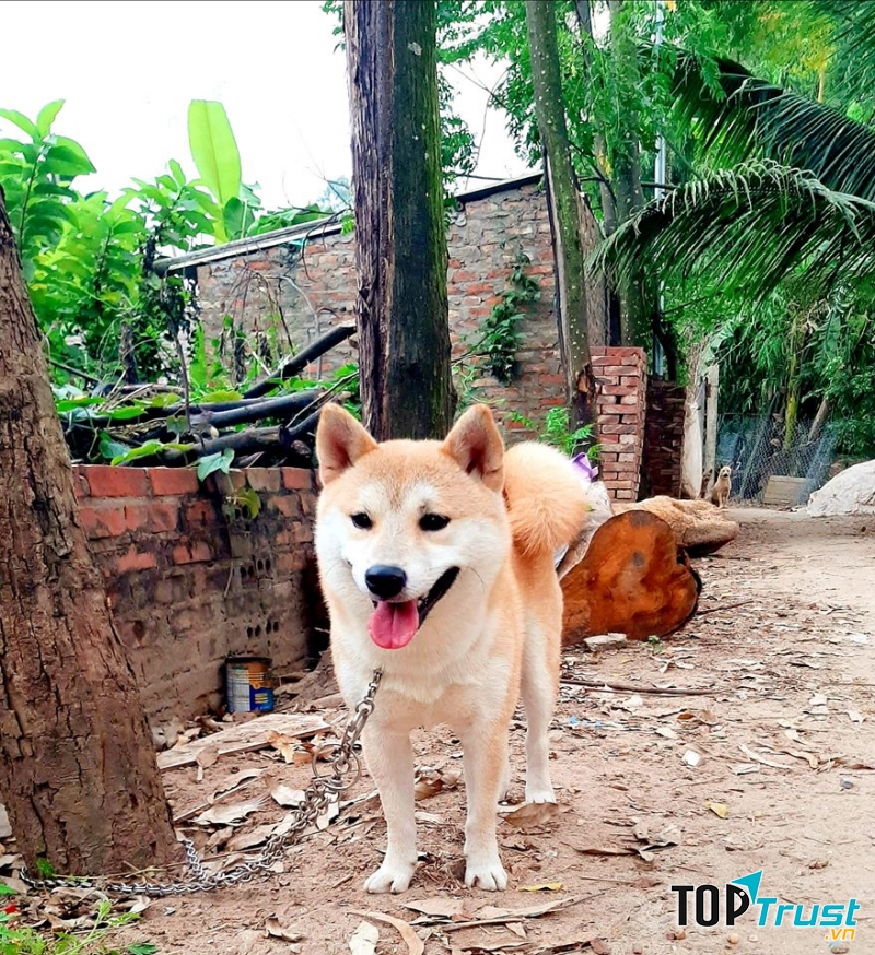 Ba Nguyễn Kennel